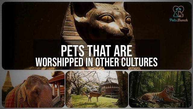 Pets Worshipped Around the World: 5 Revered Animals
