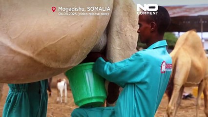 Somali'nin deve çiftlikleri, hayvancılık ekonomisinde değişim sinyali veriyor