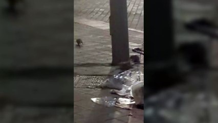 Varias ratas avistadas a finales de julio en la calle Águeda Díez, en Oporto (Madrid)