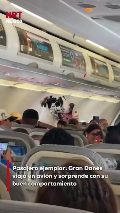 Un Gran Danés viajó de CDMX a Puerto Vallarta y causó sensación en redes. No solo por su enorme tamaño, sino por su increíble comportamiento durante todo el vuelo. ¡Un verdadero caballero perruno!