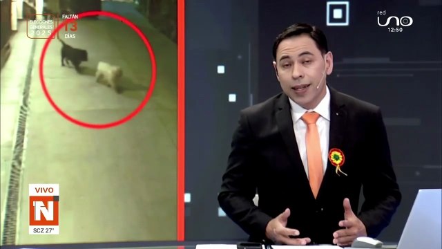 ¡No es la primera vez! Canes atacaron y mataron a una mascota en Colcapirhua