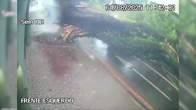 Vídeo mostra momento em que árvore de grande porte cai em veículos na Rua Minas Gerais
