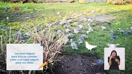 Ilustrando tú mente: Migración de aves