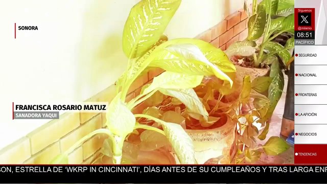 Cofepris avala el uso de medicina tradicional yaqui en Sonora