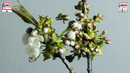 MAGNIFICENT Drone Views Reveal Nature's Hidden Beauty! Apna Tv New York 05-08-2025