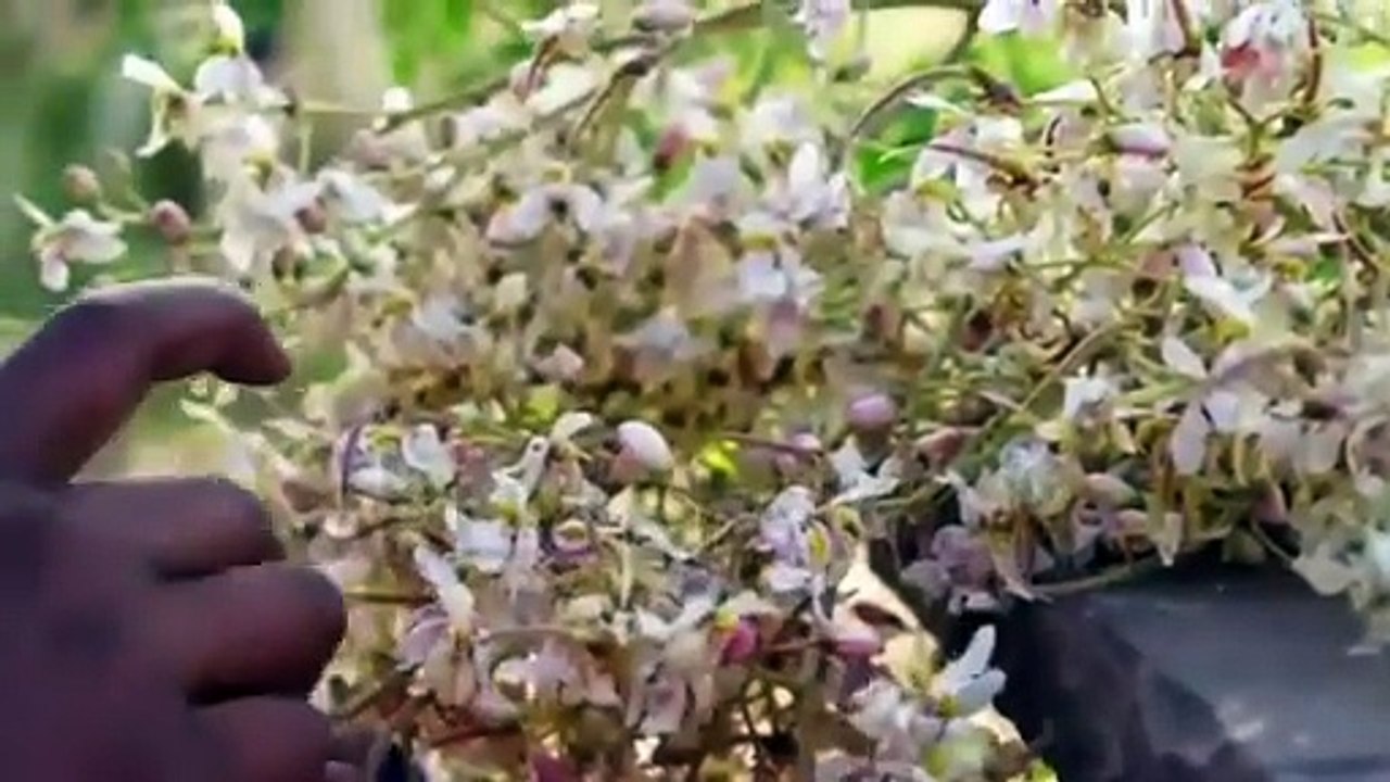 Dr. ZeeThe Benefits of Moringa  मोरिंगा फूल - Dr. Zee (360p, h264)