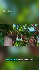 Miele CM 6360 MilkPerfection – Premium Coffee at Your FingertipsVisit Now : Wiloria.com