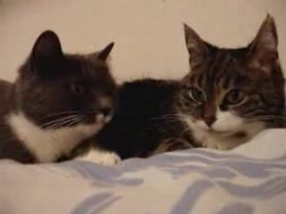 Chats dans conversation (? ) Cats in conversation (? )