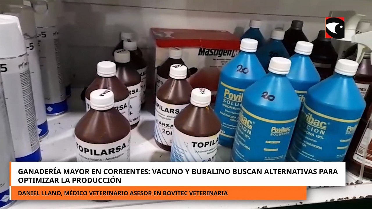 Ganadería mayor en Corrientes vacuno y bubalino buscan alternativas para optimizar la producción