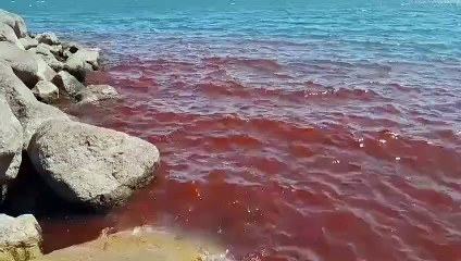 ext-Video: Aguas del Mar de Galilea se vuelven color rojo sangre-040825