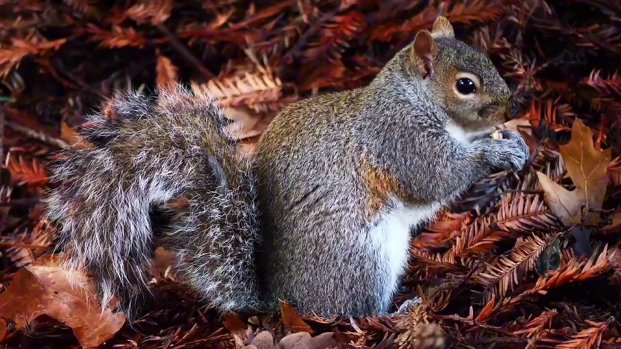 Os animais mais fofos do mundo  n•108