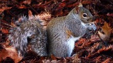 Os animais mais fofos do mundo  n•108