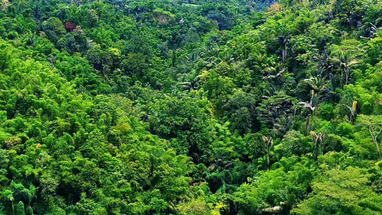 A forest like a green world. 石塚昭典