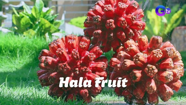'Hala' fruit sa Camarines Norte, mukhang dekorasyon pero puwedeng kainin! | Biyahe ni Drew