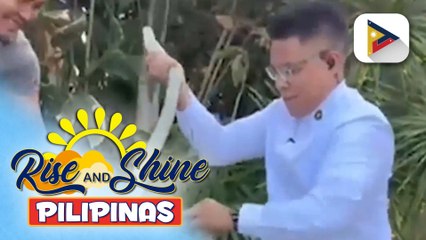 Ahas na nahuli sa VIllamor Air base, hindi makamandag ayon sa DENR | Cleizl Pardilla