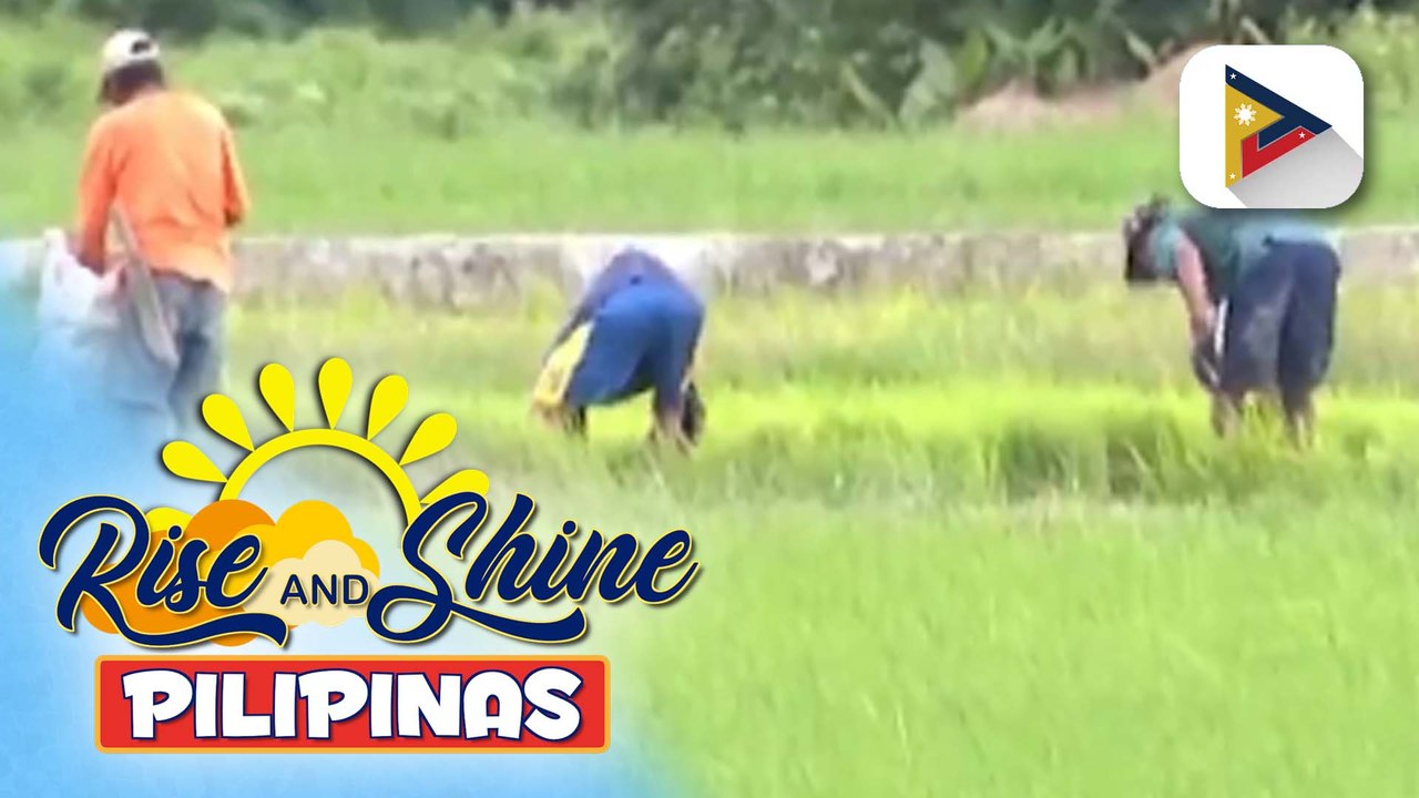 D.A., inirekomenda ang pagpapataw ng mas mataas na taripa sa imported rice