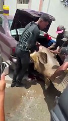 Pescadores logran atrapar un pez mero de 350 libras en La Ceiba