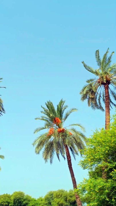 The Secret of Pakistan’s Sweetest Treasure – Khajoor! 🌴