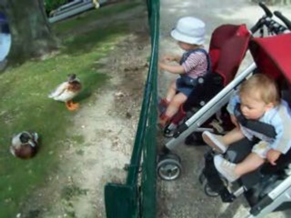 Les canards