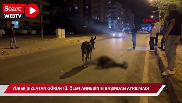 Yürek sızlatan görüntü: Ölen annesinin başından ayrılmadı