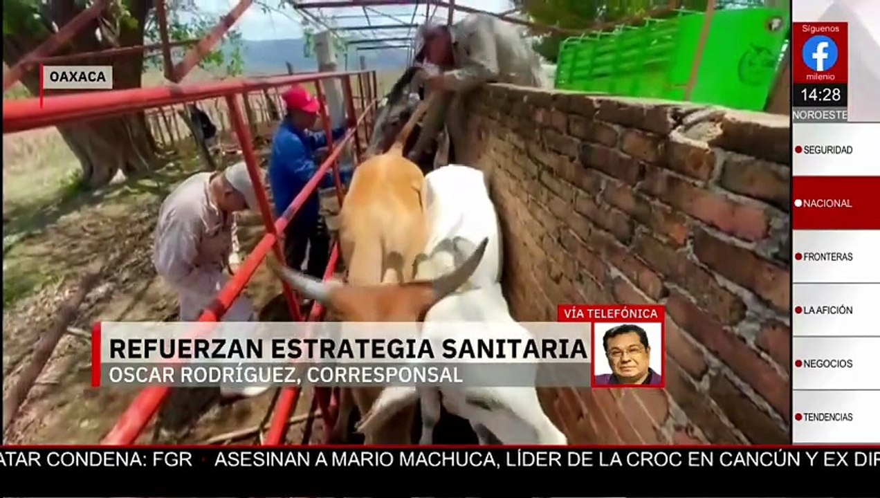 Autoridades sanitarias refuerzan la estrategia para evitar contagios del gusano barrenador en Oaxaca