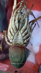 1 KG Ka Mehnga Lobster 🦞💰 | Aam Aadmi Ki Pahunch Se Bahar Samundar Ka Qeemti Khazana