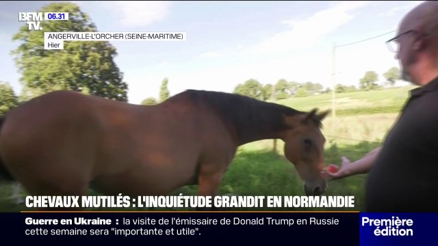 Lacérations, yeux crevés... plusieurs chevaux retrouvés mutilés dans des exploitations de Normandie, une enquête ouverte