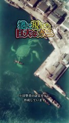 港に現れた巨大なカニ