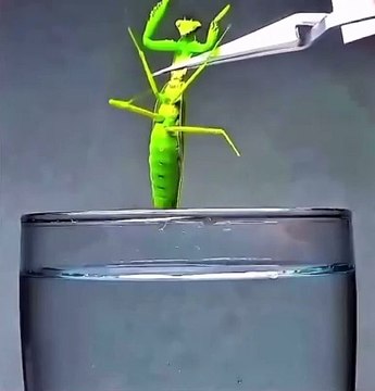 Submerging a praying mantis in water reveals its hidden parasites