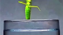 Submerging a praying mantis in water reveals its hidden parasites