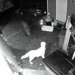 Unbelievable Dog Moments You Have to See! 🐶