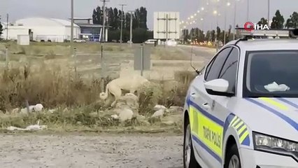 İnsanın insana yağmadığını bir köpek bir diğer köpeğe yaptı!