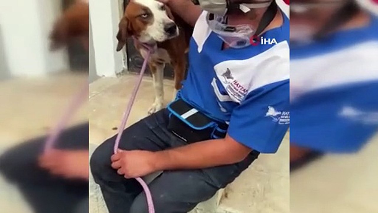 Bursa\'da yangından kurtarılan ’Bıdık’ Emekli Hayvanlar Çiftliği’ne sığındı