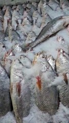 Suwa Fish Catch – Samundar ka Rare Treasure 🎣🐟