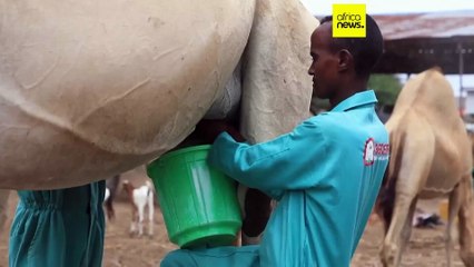 Camels at the heart of Somalia’s agricultural transformation