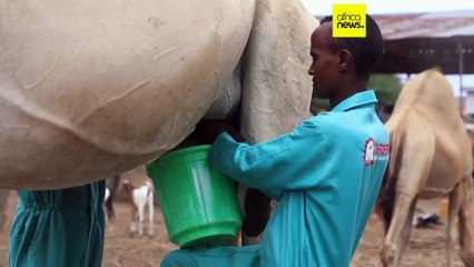 Somalie : une filière laitière en pleine mutation grâce au chameau