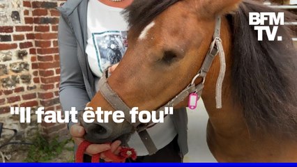 Des chevaux retrouvés mutilés en Normandie après une nouvelle série d'attaques
