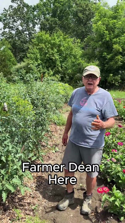 cherry tomatoes(2)#organicgardening #homesteading #tomatoes #vegetables