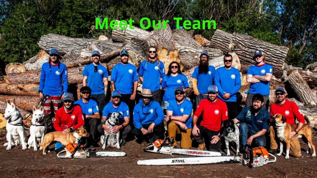 Patriot Tree Company INC. | Tree Removal in Boulder, CO