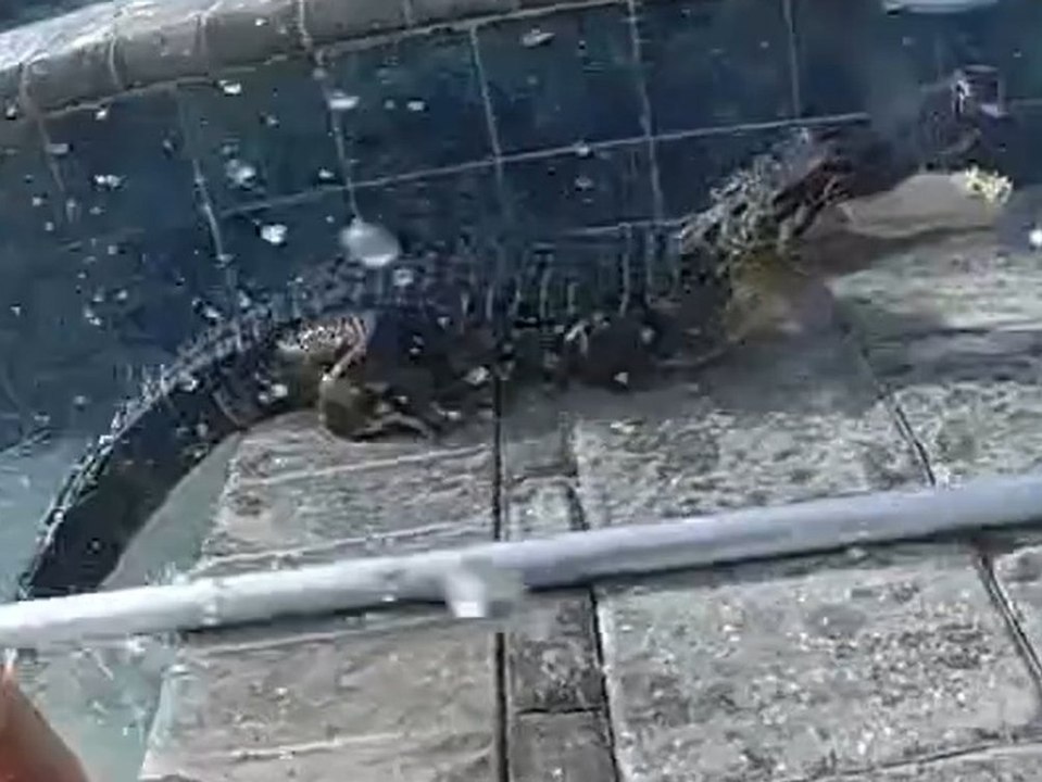Florida: Polizist fängt Alligator mit bloßen Händen