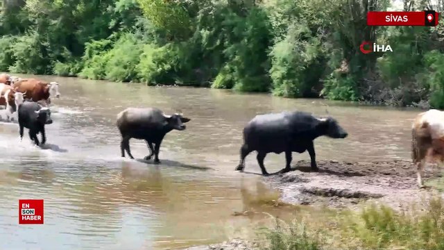 Serengeti değil Sivas: Sıcaktan bunalan mandalar Kızılırmak’ta serinledi