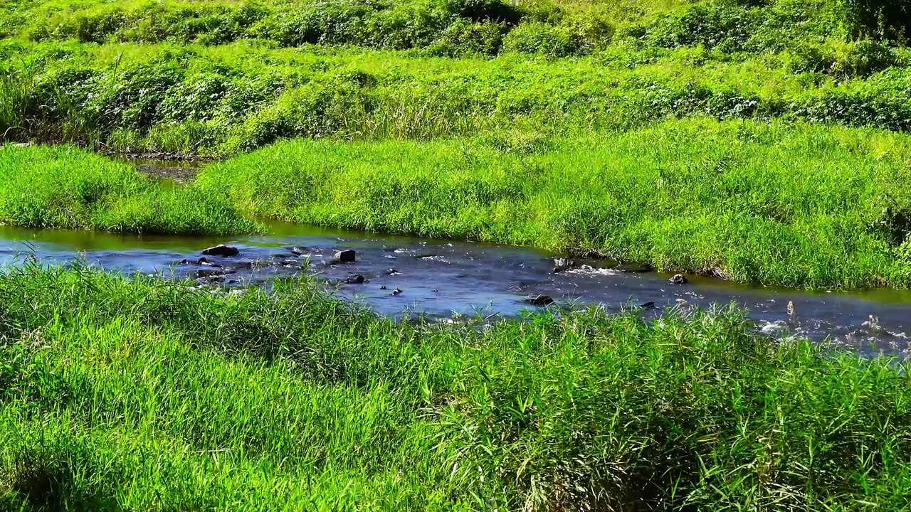 Le ruisseau murmure ~ Musique et nature relaxante 4K