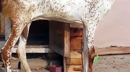 Beautiful Makhi Cheeni Goat 6 Teeth