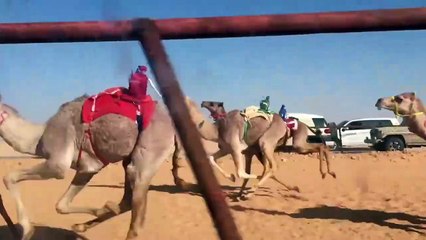 Amazing Camel Race in Saudi Arabia