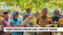 Panen Perdana Anggur Lokal Variates Bernama Ponjay Bendav di Tangsel | JURNAL MERAH PUTIH