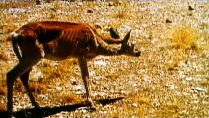 BBC - Ancient Apocalypse Episode 3 The Maya Collapse