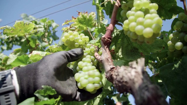 Raimat inicia una vendimia que prevé excelente y reduce un 20% el consumo de agua en la viña