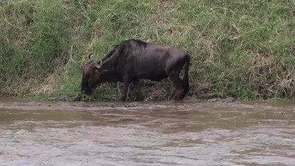 You Gotta Check Out This Wildebeest Escaping From a Crocodile!