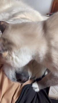 Adorable Cat Licks Dog's Face All Over
