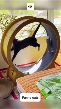 Funny Cats, Fails & Savage Mommy Moments 😹 | Bad Mom Cat vs Kittens Compilation